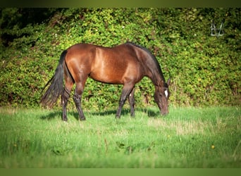 PRE, Stute, 7 Jahre, 165 cm, Brauner, in Tourgeville