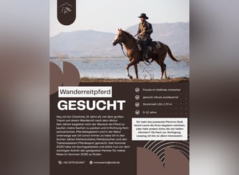 Suche Wanderreitpferd