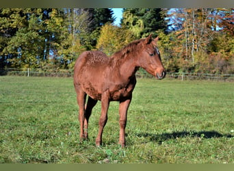 Quarter horse américain, Jument, 1 Année, 150 cm, Alezan brûlé, in Thalgau,