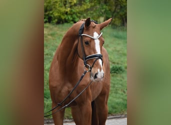 KWPN, Merrie, 6 Jaar, 166 cm, Vos, in Fürstenau,