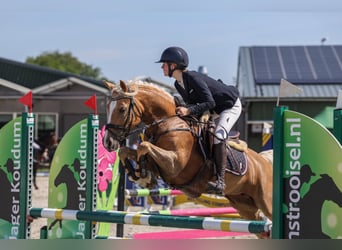 Welsh-D, Merrie, 7 Jaar, 148 cm, Palomino, in Makkum