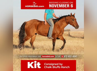 American Quarter Horse, Mare, 6 years, 15 hh, Dun, in Waco, TX,