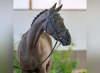 Mare 4 years