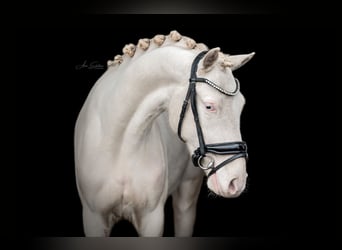 NRPS, Ruin, 3 Jaar, 144 cm, Cremello, in Oost West en Middelbeers