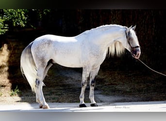 PRE Mix, Stallion, 6 years, 17.1 hh, Gray, in NAVAS DEL MADRONO,