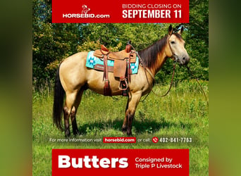 Quarter horse américain, Hongre, 7 Ans, 152 cm, Buckskin, in Valley Springs, SD,