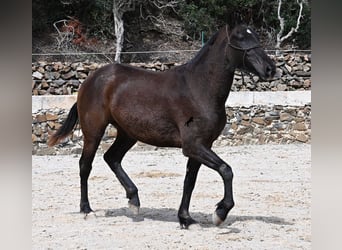 Menorquin, Mare, 3 years, 15 hh, Black, in Menorca,