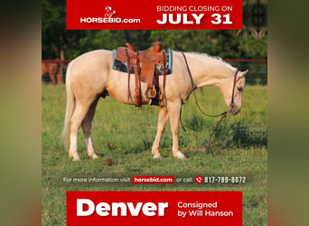 Quarter horse américain, Hongre, 4 Ans, 155 cm, Palomino, in Joshua, TX,