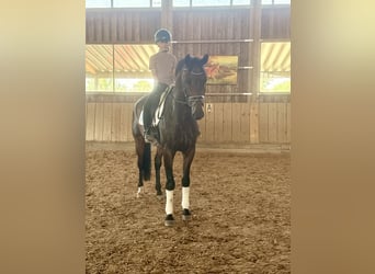 Westfale, Wallach, 7 Jahre, 166 cm, Dunkelbrauner, in Altusried