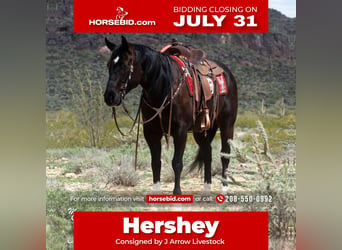 American Quarter Horse, Gelding, 7 years, Black, in Caldwell, ID,