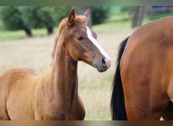 German Riding Pony, Stallion, 1 year, Chestnut-Red, in Lübz,