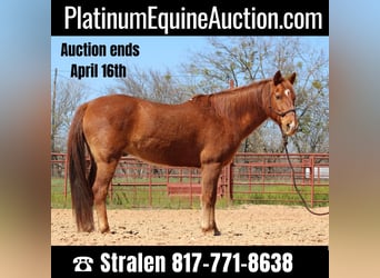 Quarter horse américain, Hongre, 14 Ans, 137 cm, Alezan cuivré, in Brownwood TX,