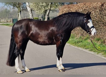 Welsh-C, Merrie, 5 Jaar, 146 cm, Zwart, in Someren