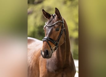 Trakehner, Wallach, 3 Jahre, 167 cm, Brauner, in Panker