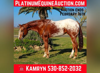 American Quarter Horse, Wallach, 10 Jahre, 157 cm, Dunkelfuchs, in Pleasant Grove CA,