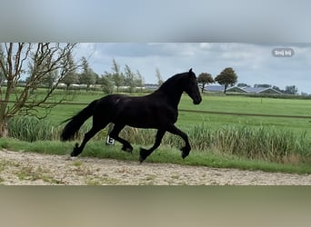 Friesian horses, Mare, 5 years, 16.1 hh, Black, in Nes,