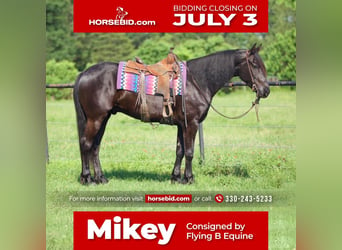 Friesian horses Mix, Gelding, 6 years, Black, in Huntsville, TX,