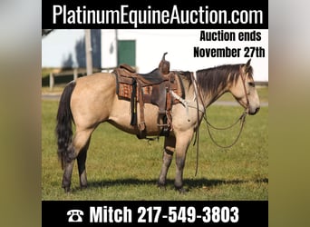Quarter horse américain, Hongre, 15 Ans, 152 cm, Buckskin, in Charleston IL,