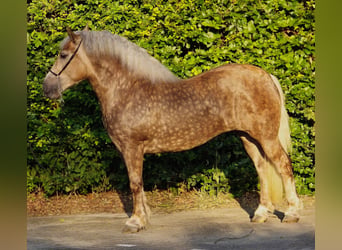 Sang de charrette polonais, Jument, 3 Ans, 160 cm, Champagne, in Weert