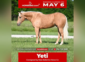Quarterhäst, Valack, 5 år, 150 cm, Palomino, in Waco,