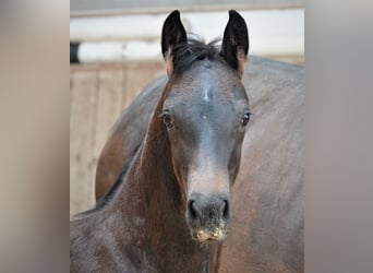 Oldenburg, Stallion, 1 year, 16.2 hh, Smoky-Black, in Rehau,