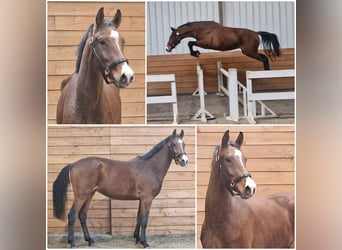 KWPN, Ruin, 2 Jaar, in Den Ham