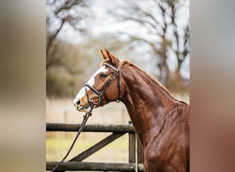 Sportivo Tedesco / Sportivo della Germania, Castrone, 6 Anni, 165 cm, Sauro, in Groß-Gerau