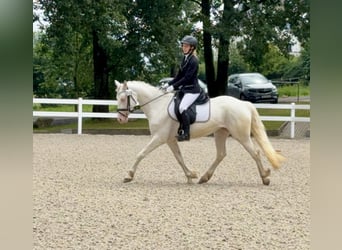 Connemara, Stute, 5 Jahre, 147 cm, Cremello, in Lisberg