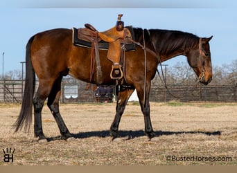 American Quarter Horse, Wallach, 7 Jahre, 155 cm, Rotbrauner, in Weatherford