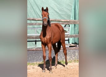 Gelding 1 year