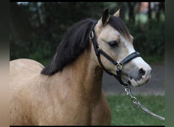 Welsh A (Mountain Pony), Mare, 14 years, 11.2 hh, Buckskin, in Grote-Borgel,