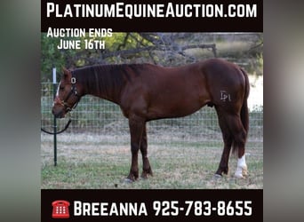 American Quarter Horse, Wallach, 6 Jahre, 152 cm, Dunkelfuchs, in Valley Springs CA,