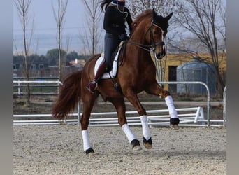 German Sport Horse, Gelding, 9 years, 16.1 hh, Chestnut-Red, in Madrid,