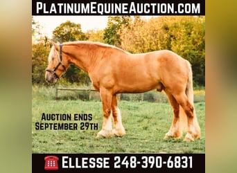 Draft Horse, Valack, 4 år, 168 cm, Palomino, in Howell, MI,