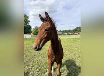 Belgisch Warmbloed, Hengst, Veulen (01/2026), Bruin, in Sint-Truiden