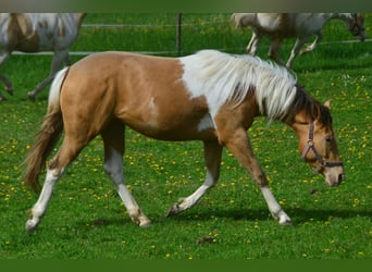 Paint Horse, Merrie, 2 Jaar, 155 cm, Gevlekt-paard, in Buchbach,