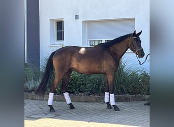 Trakehner, Mare, 3 years, 16 hh, Smoky-Black, in Pfaffenhofen,