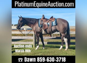 American Quarter Horse, Ruin, 6 Jaar, 155 cm, Grullo, in Winchester OH,
