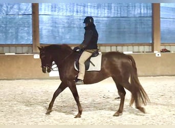 PRE, Yegua, 6 años, 160 cm, Alazán, in StahnsdorfStahnsdorf