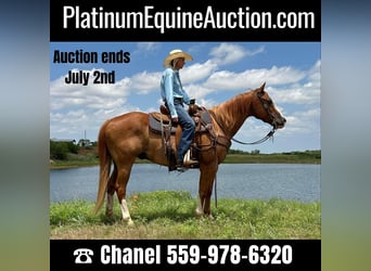 American Quarter Horse, Wallach, 10 Jahre, Rotfuchs, in Byers TX,