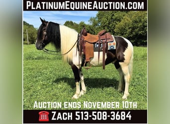 American Quarter Horse, Wallach, 6 Jahre, 157 cm, Tobiano-alle-Farben, in Grassy Creek KY,