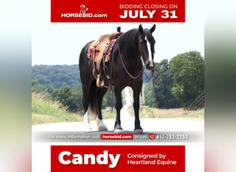 Draft Horse, Mare, 5 years, 15 hh, Black, in Vernon, MO,