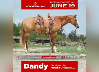 Paint Horse, Hongre, 7 Ans, 152 cm, Alezan dun, in Cody, WY,