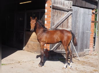Hengst 