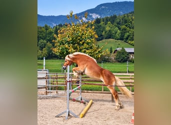 Haflinger, Ruin, 2 Jaar, 149 cm, Vos, in Gummern