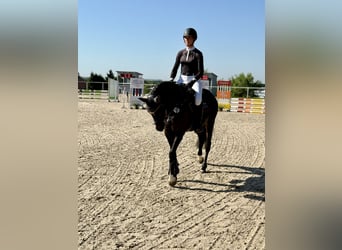 Württemberger, Stute, 5 Jahre, 161 cm, Schwarzbrauner, in Jagstzell