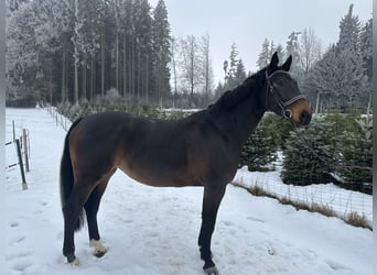 Meer warmbloeden, Merrie, 6 Jaar, 174 cm, Donkerbruin, in Regau