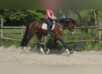 Hanoverian, Mare, 16 years, 16.3 hh, Bay-Dark, in Wachtendonk