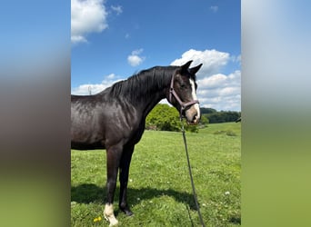 Hanoverian, Mare, 3 years, Bay-Dark, in Helferskirchen