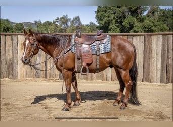 Quarter horse américain, Hongre, 13 Ans, Alezan cuivré, in Murrieta, CA,